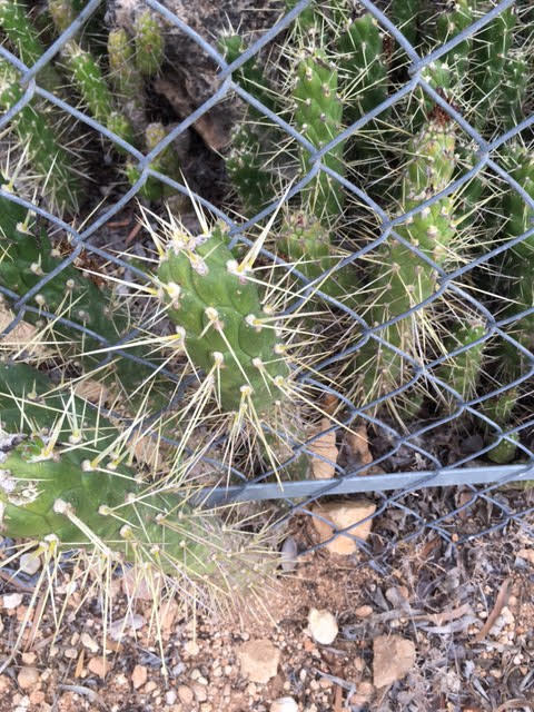 cramim morning hike cactus plants