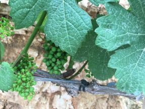 cramim morning hike grape vines with budding grapes up close