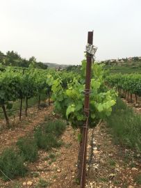 cramim morning hike vineyards